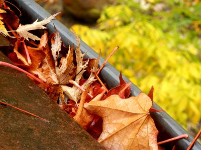Autumn Leaf Prevention